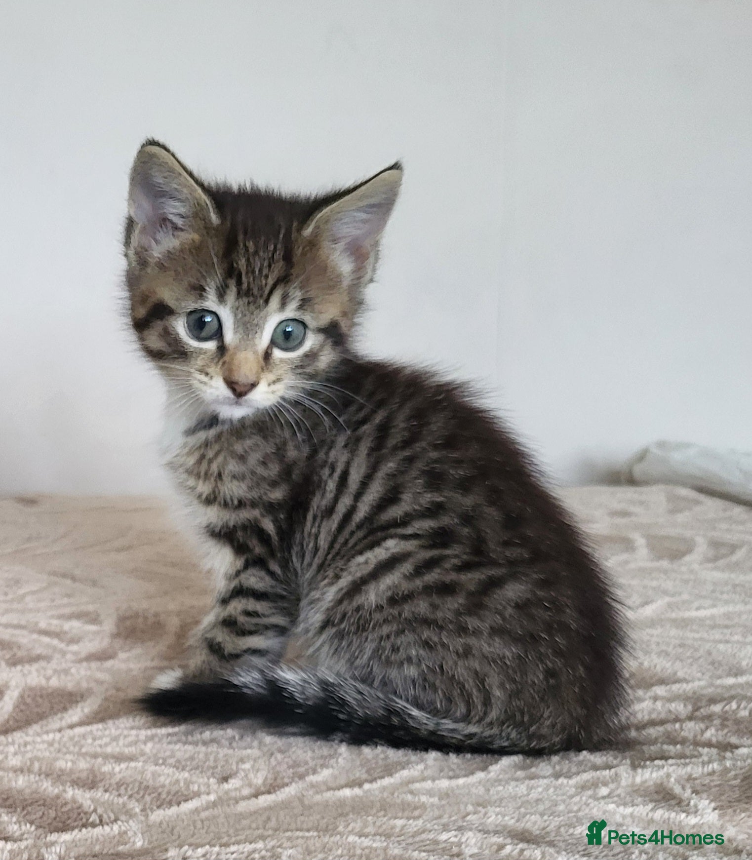 Mixed Breed cats 3 beautiful long haired kittens  - Advert 1
