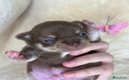 Chihuahua dogs for sale: Chihuahua 2 boys. Chocolate and black  - Image 10