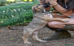 Mixed Breed dogs for sale: Wheatenbull Puppies English Bullterrier x Wheaten  in Egham - Image 11
