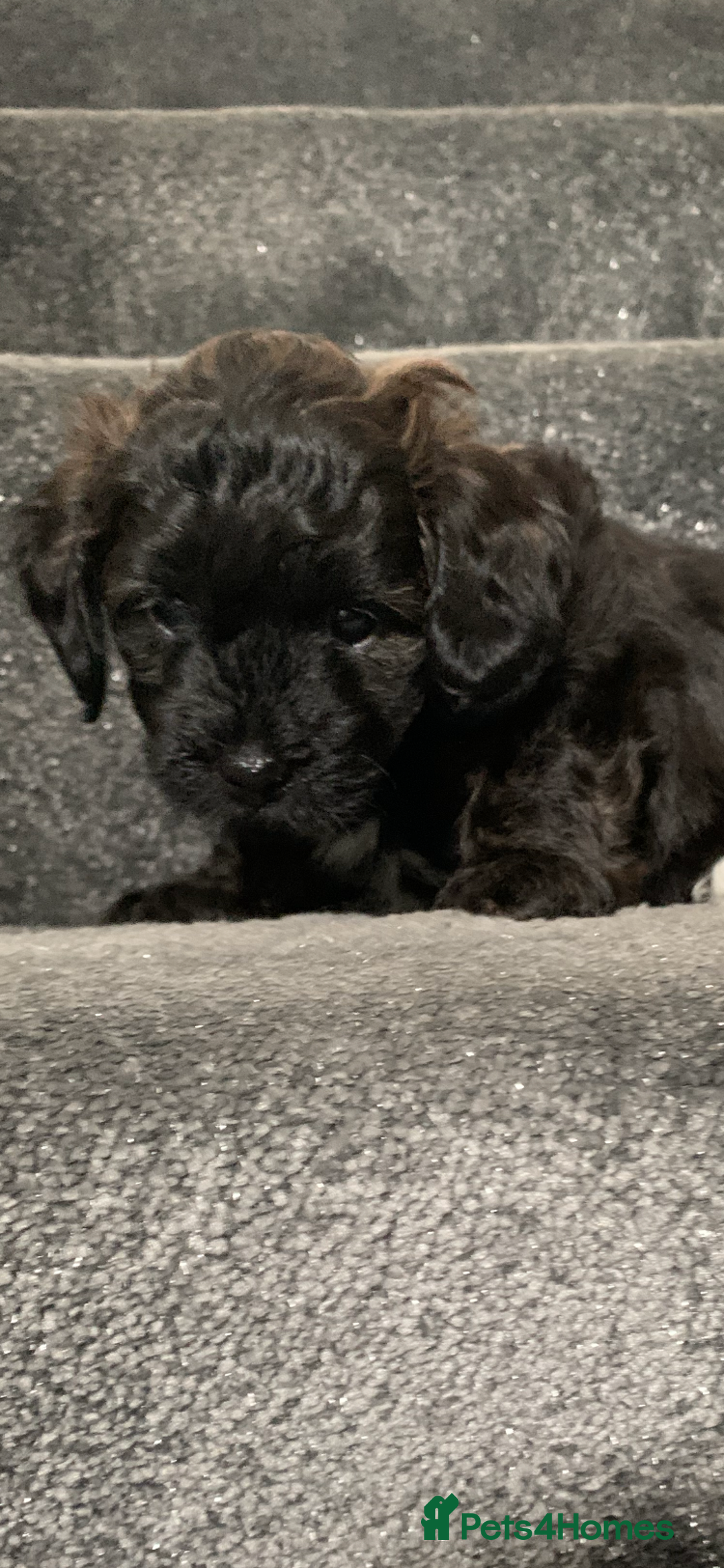 Shihpoo dogs for sale: Health tested shihpoo x toy poodle pups  - Image 5