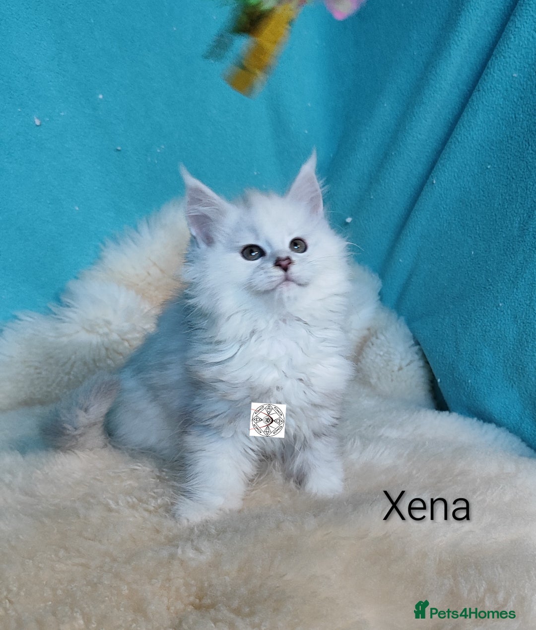 Maine Coon cats for sale: Unique maine coon kittens ❤️ - Advert 6