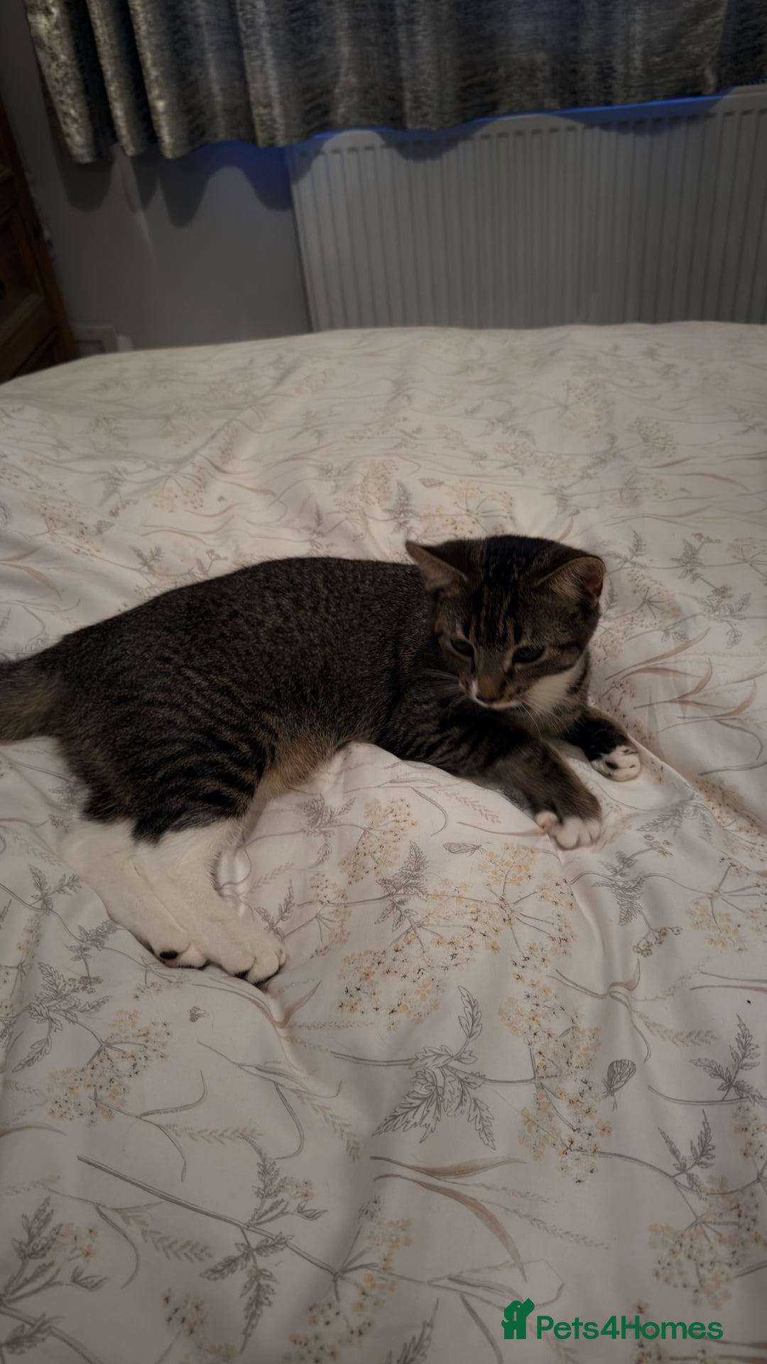 Mixed Breed cats for sale: 6 months old little girl tabby - Advert 7