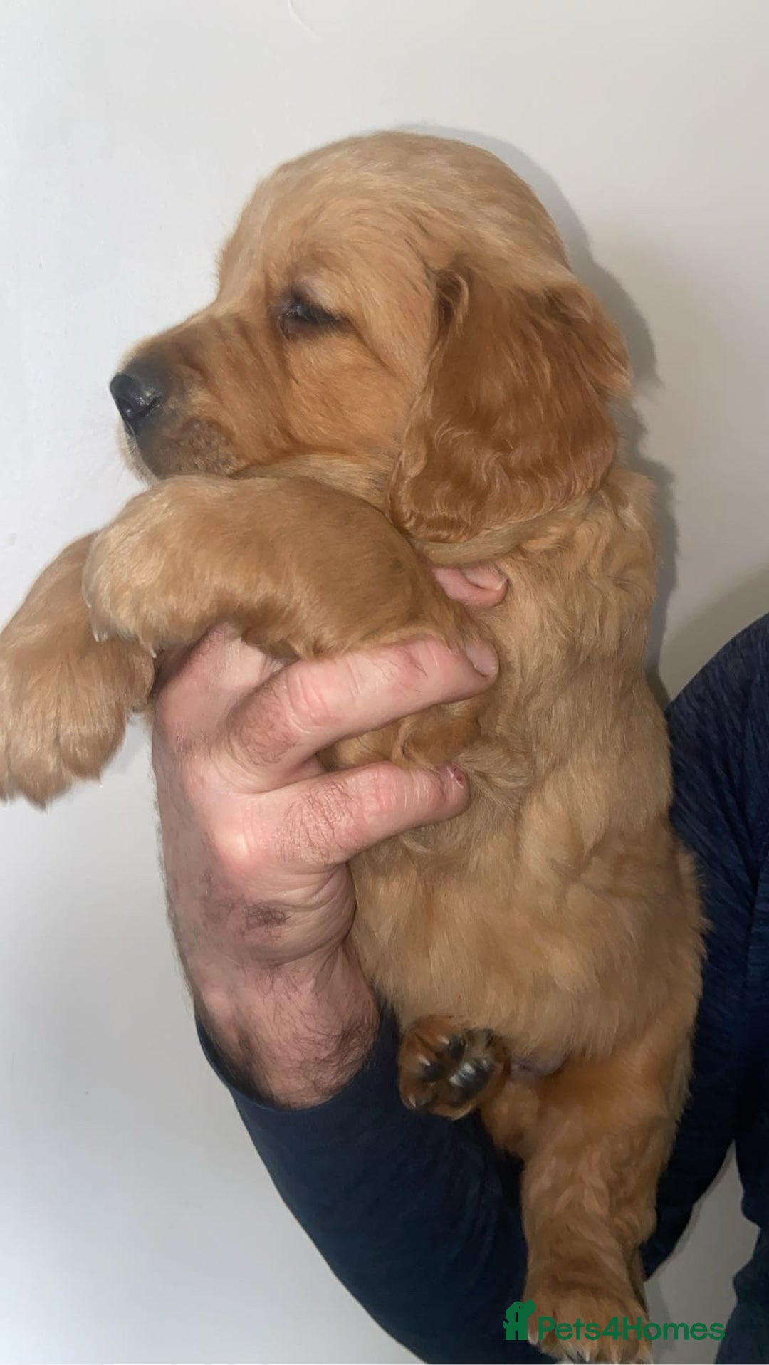 Golden Retriever dogs for sale: Gorgeous kc red  golden retriever puppies  - Advert 13