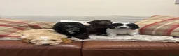 Cockapoo dogs for sale: Stunning F1 Cockapoos from H/Tested KC Parents!! - Advert 5