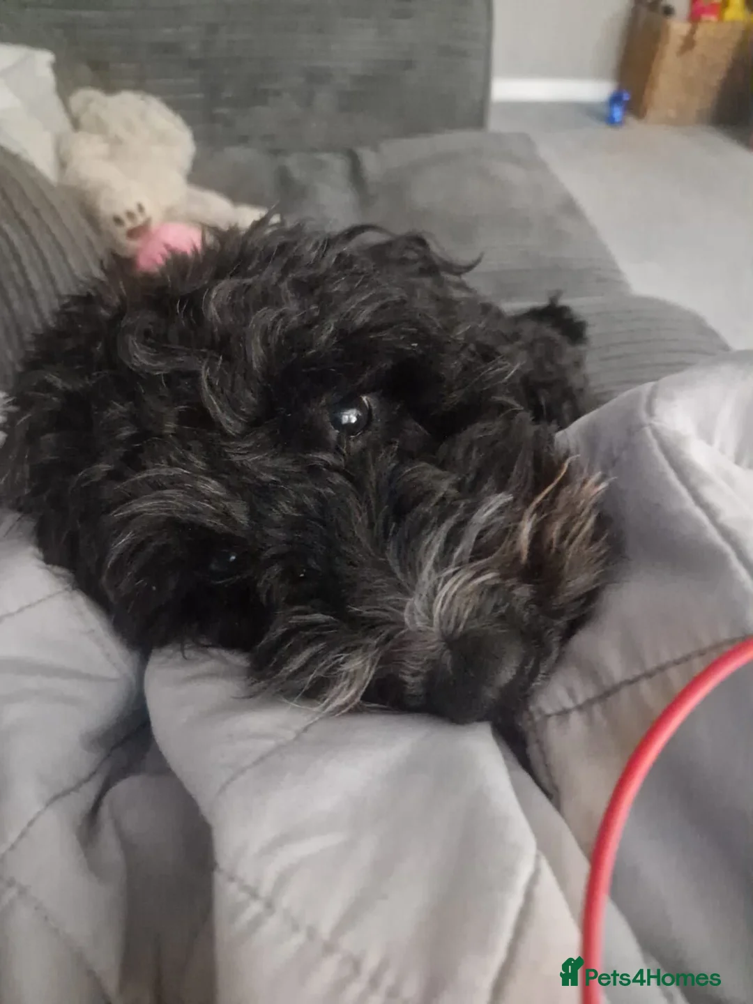 Cockapoo dogs for sale: Cockapoo Male Black F1 - 4 years old - Advert 2