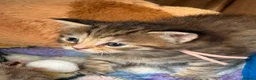 Norwegian Forest Cat cats for sale: 3 stunning half Norwegian kittens left - Advert 34