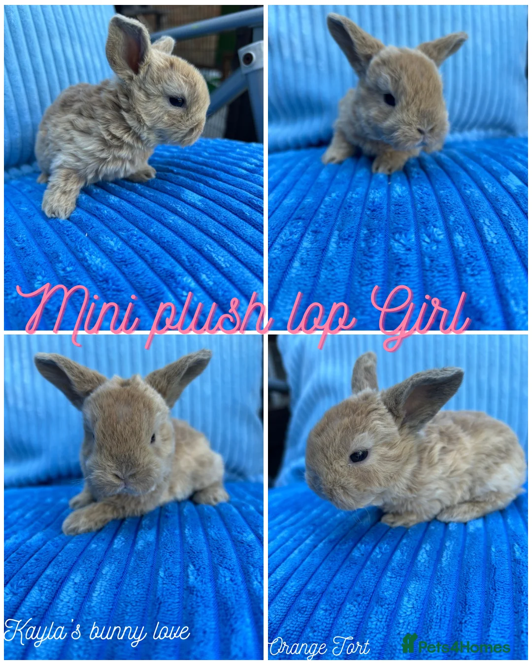 Mini Lop rabbits for sale: Pure breed mini plush lops  - Advert 1