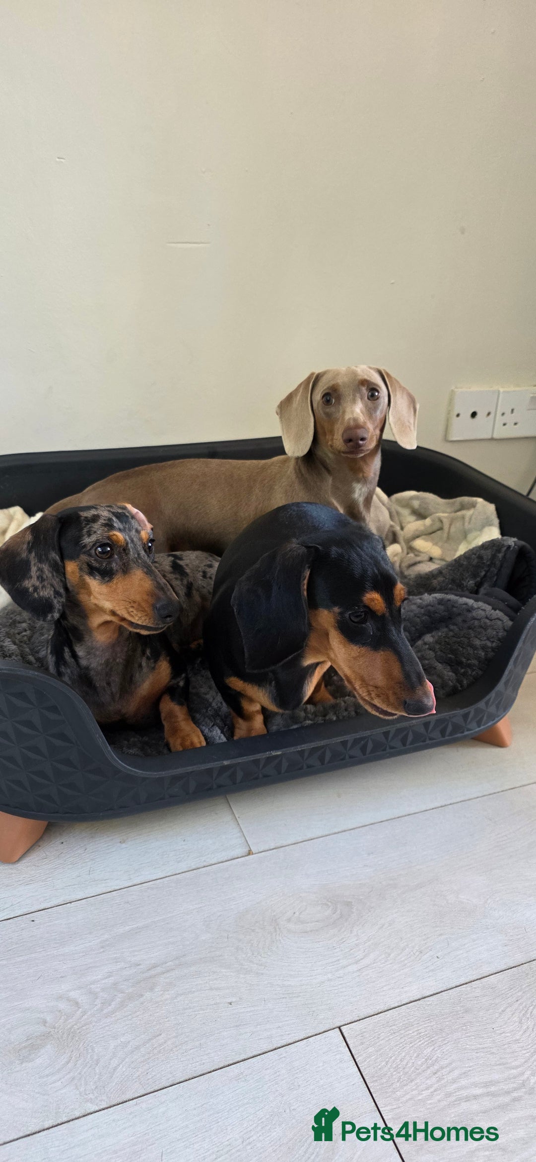 Miniature Dachshund dogs for sale: Clyde the Isabella male  - Advert 5