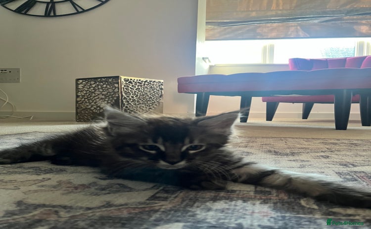 Maine Coon cats - Advert 2