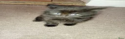 Persian cats for sale:  8 Persian kittens, Blue, Black and Black & White. - Advert 4