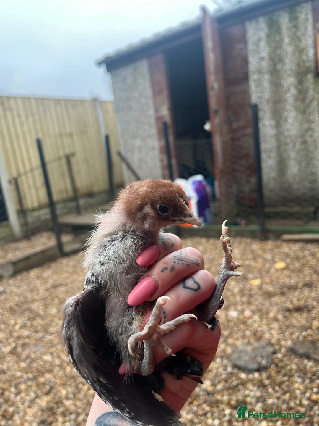 Chickens poultry for sale: Female chicks ready to go - Advert 3