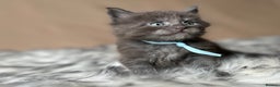 Maine Coon cats for sale: Maine coon kittens blue silver smoke rare colours - Advert 8