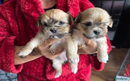 Lhasa Apso dogs for sale: Lhasa apso - Image 3
