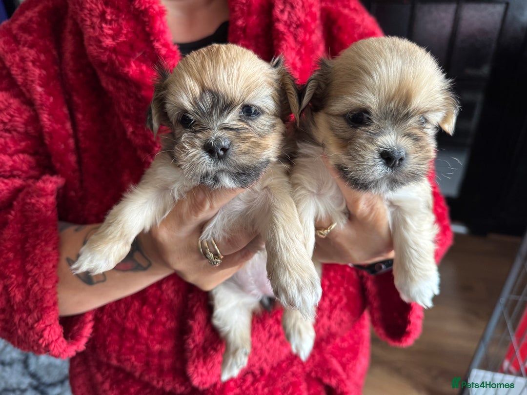 Lhasa Apso dogs for sale: Lhasa apso - Image 3
