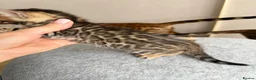 Bengal cats for sale: Beautiful Bengal Kittens Available for Reservation - Advert 6