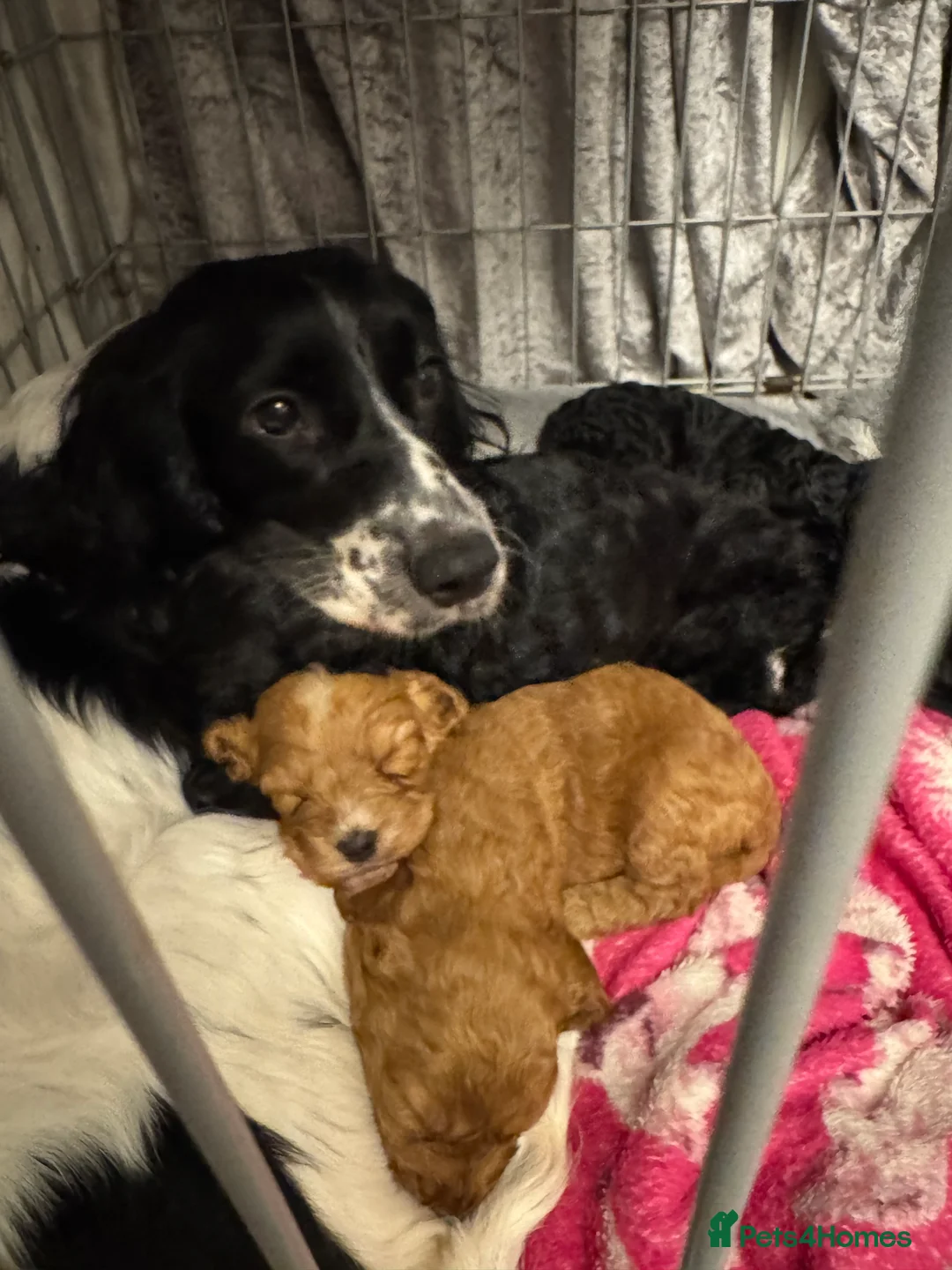 Cockapoo dogs for sale: Cockerpoo puppy’s  - Advert 3