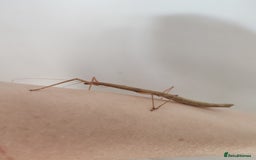 Stick Insects invertebrates for sale: Indian stick insects nymphs, juveniles and mature  - Image 2