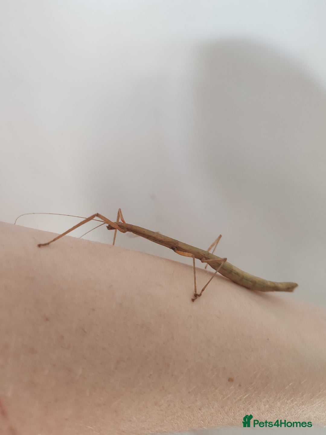 Stick Insects invertebrates for sale: Indian stick insects nymphs, juveniles and mature  - Image 2