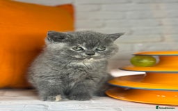 British Shorthair cats for sale: Beautiful British Shorthair Kittens – ReadyOctober - Image 7