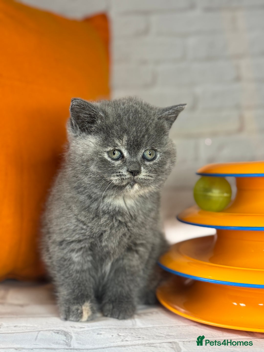British Shorthair cats for sale: Beautiful British Shorthair Kittens – ReadyOctober - Image 7