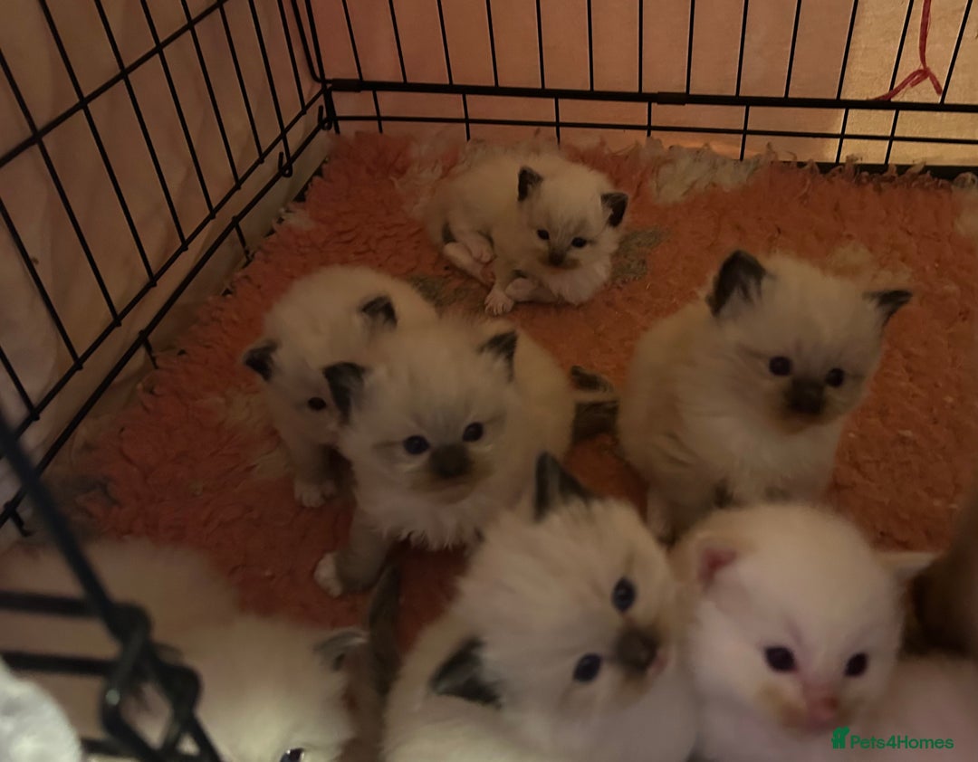 Ragdoll cats for sale: Pedigree Ragdoll babies - Advert 15