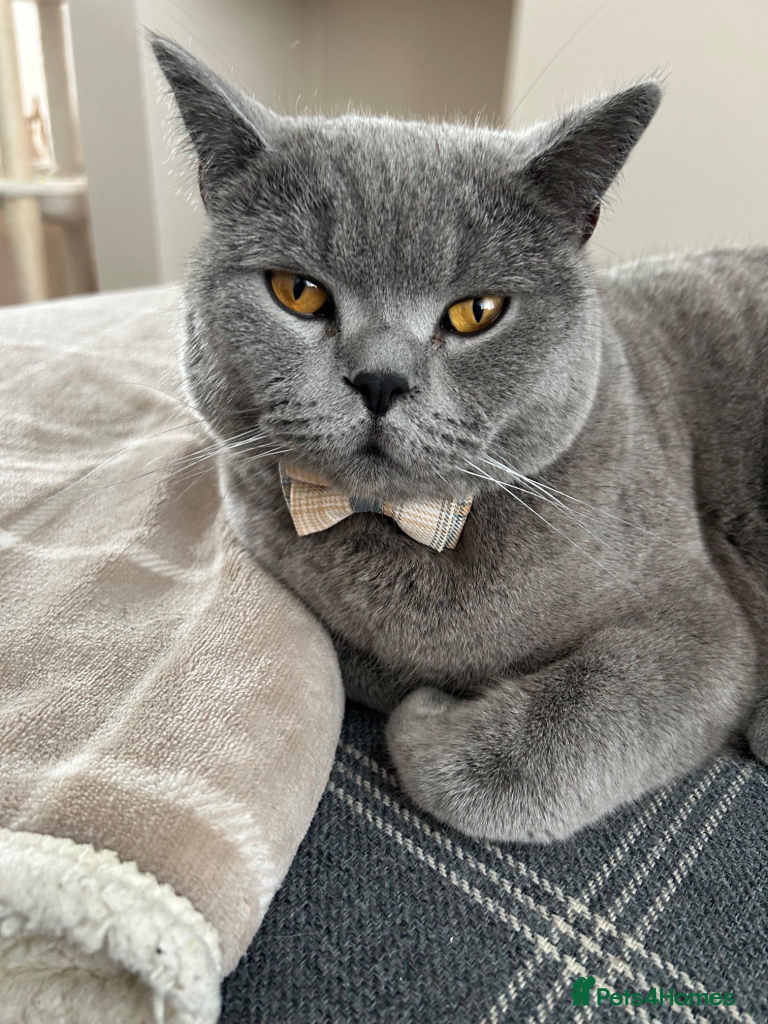 British Shorthair cats Lovely BSH boy - Advert 2