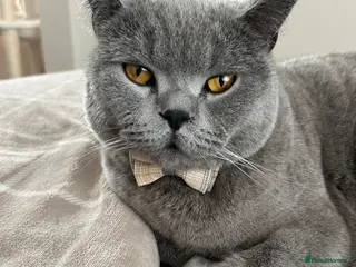 British Shorthair cats Lovely BSH boy - Advert 1