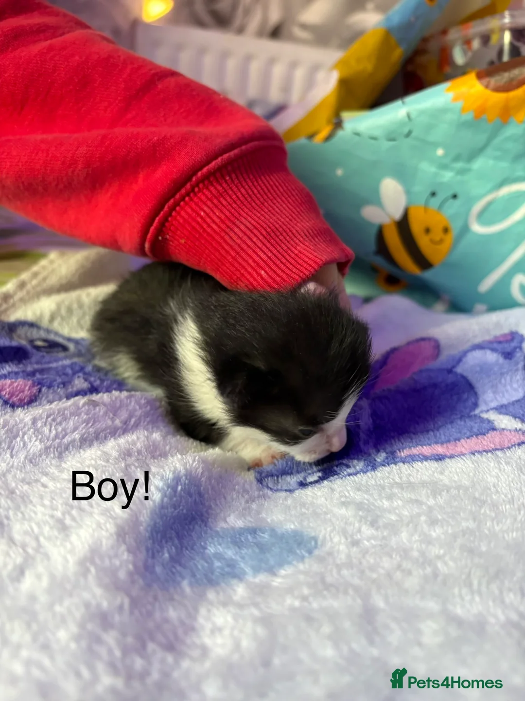 Mixed Breed cats for sale: female & male kittens for sale  - Advert 2