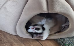 British Shorthair cats for sale: 6 Kittens - Image 6