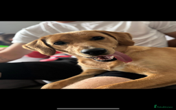 Goldador dogs for sale: Honey goldadour  - Image 2