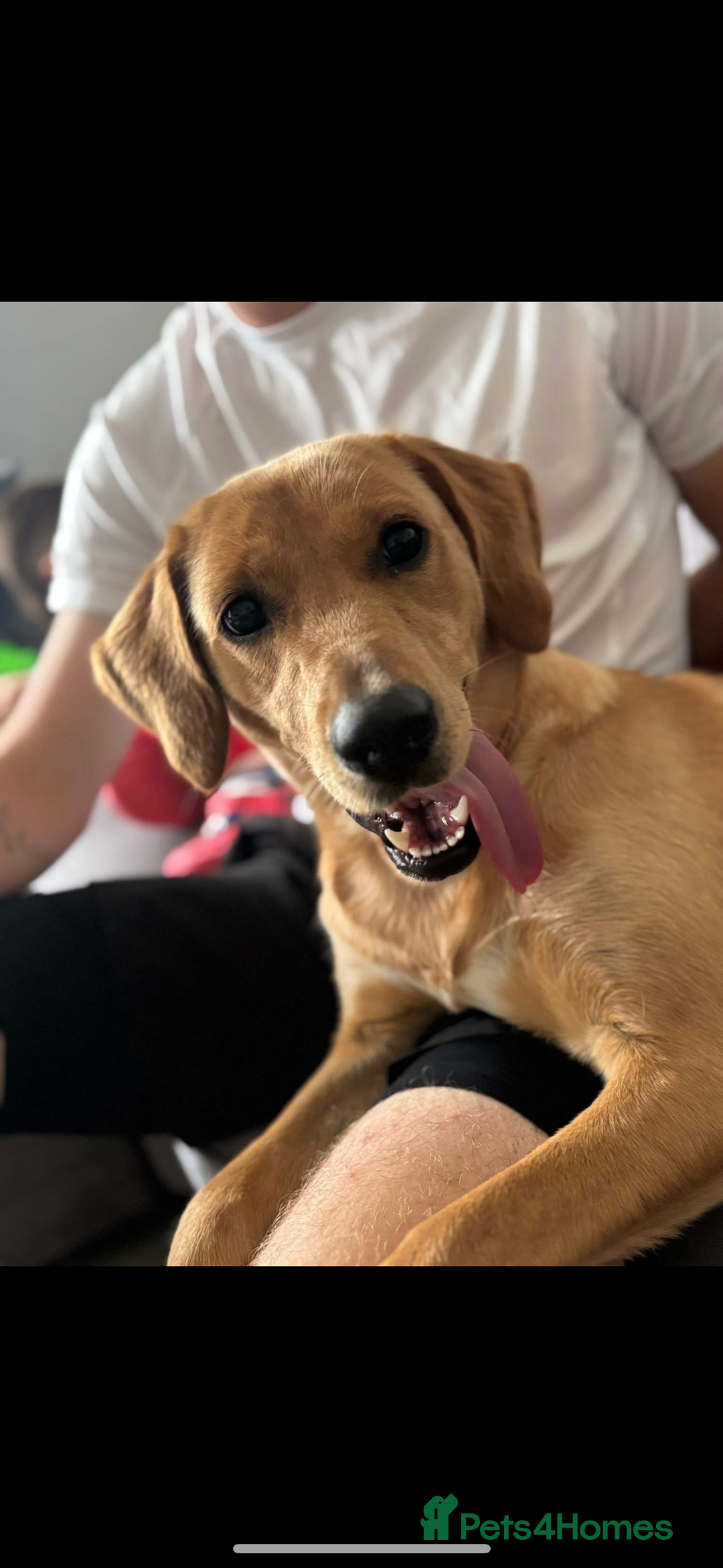 Goldador dogs for sale: Honey goldadour  - Image 2