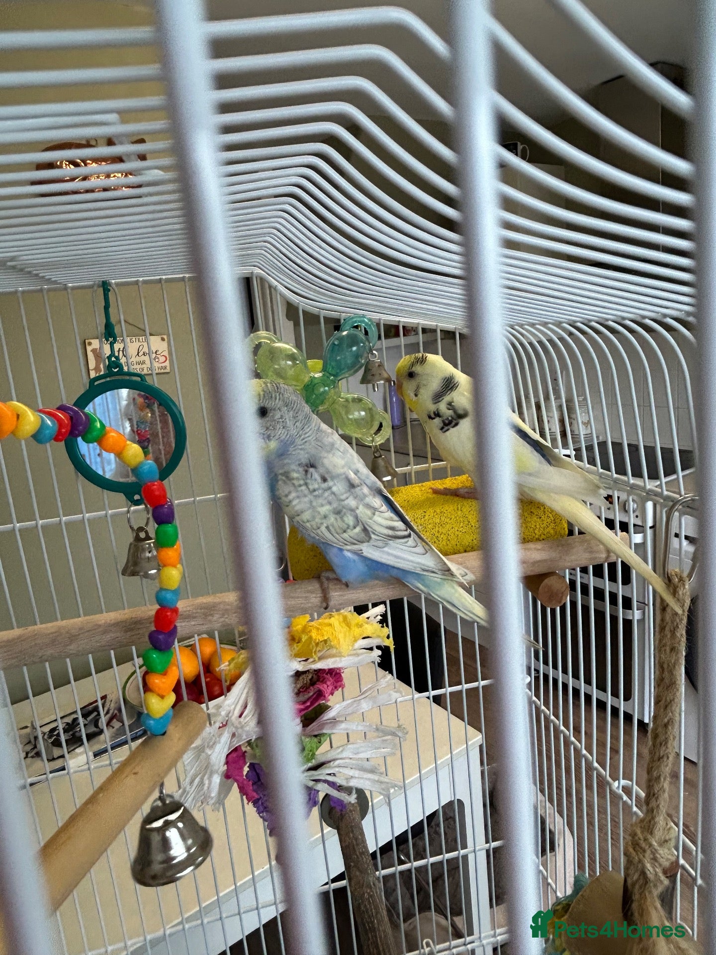 Budgerigars birds Two budgies - Advert 1