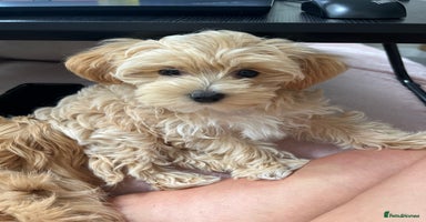 Maltipoo dogs - Advert 7