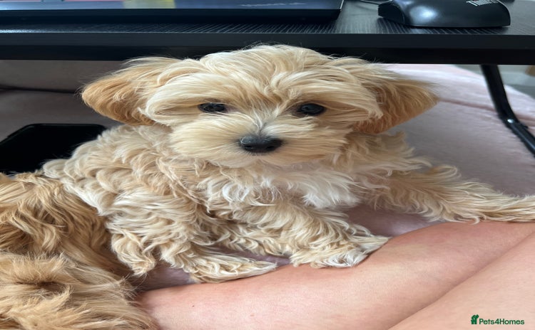 Maltipoo dogs - Advert 14