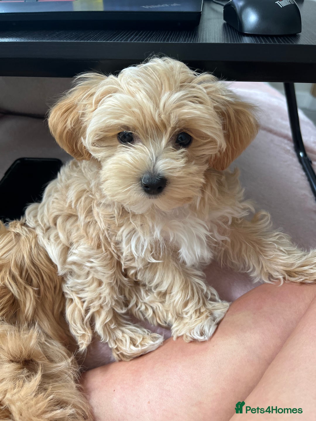 Maltipoo dogs for sale: Beautiful Maltipoo’s LAST LITTLE BOY LEFT - Image 1