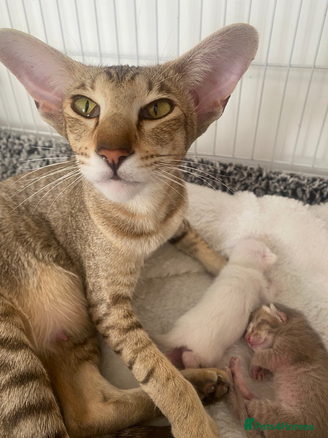 Oriental cats for sale: Oriental kittens  - Image 2