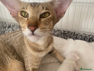 Oriental cats Oriental kittens - Advert 2