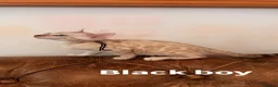 Bengal cats for sale: Beautiful Snow Bengals - Advert 7