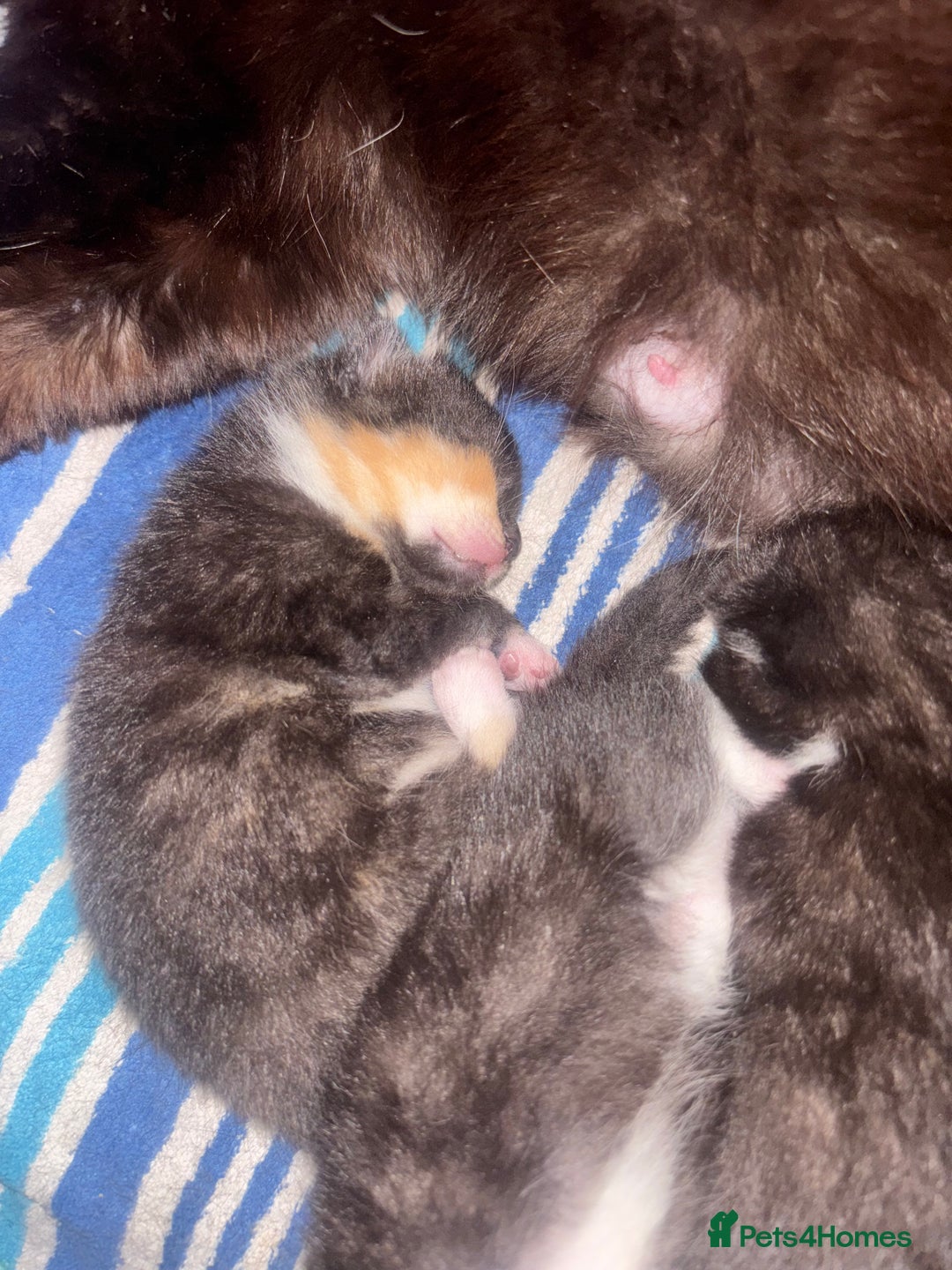 Mixed Breed cats for sale: Delightful mix-breed Siamese-black calico-kittens - Image 38