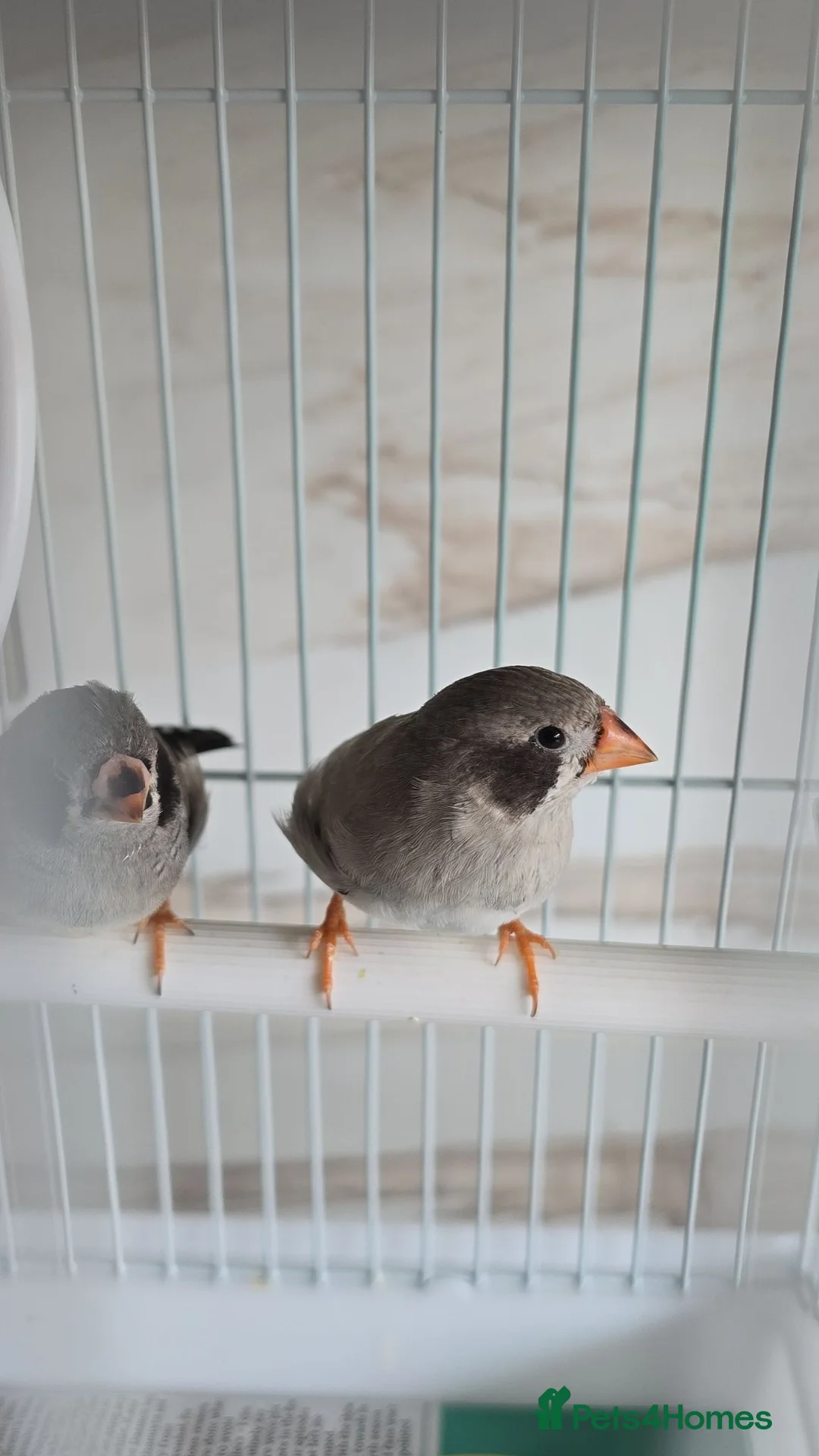 Finches birds for sale: Zebra finch pair with cage - Advert 3
