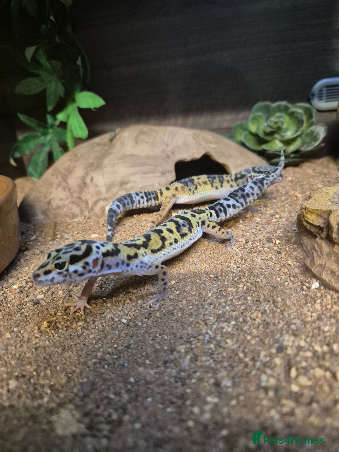 Gecko reptiles for sale: crested geckos, leopard geckos - Advert 9