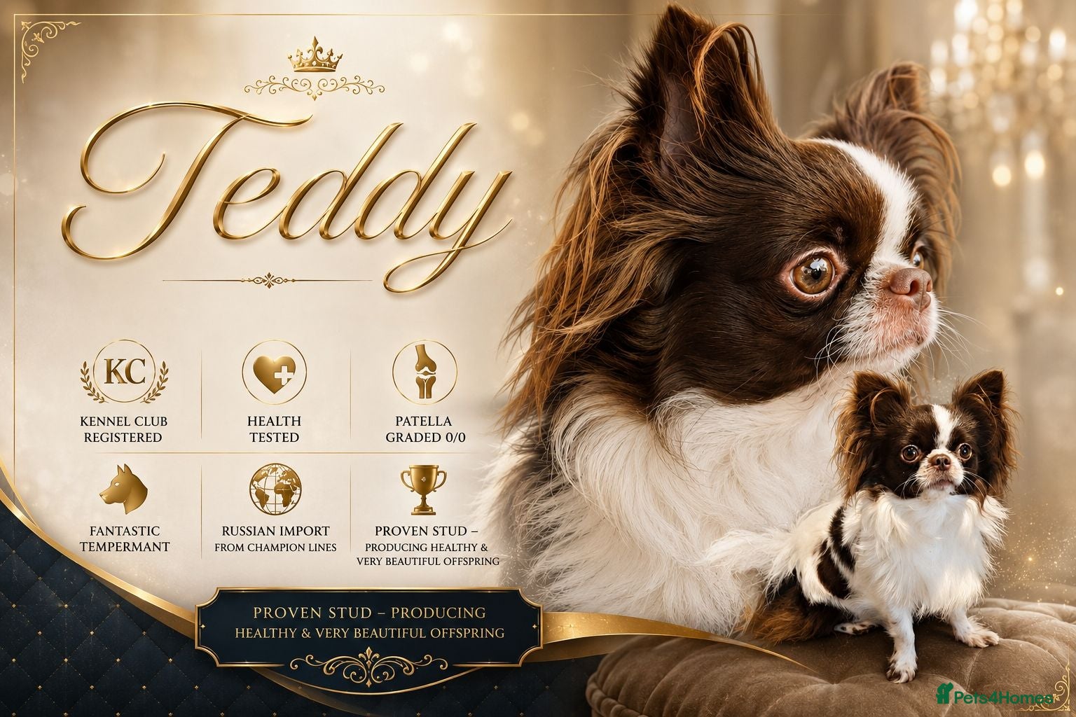Chihuahua dogs KC reg-Heath Tested-Proven Stud - Advert 3