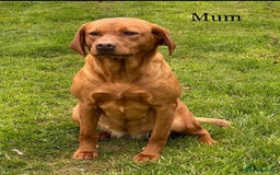 Labrador Retriever dogs for sale: Fox Red Labrador Puppies Health Tested - Image 5