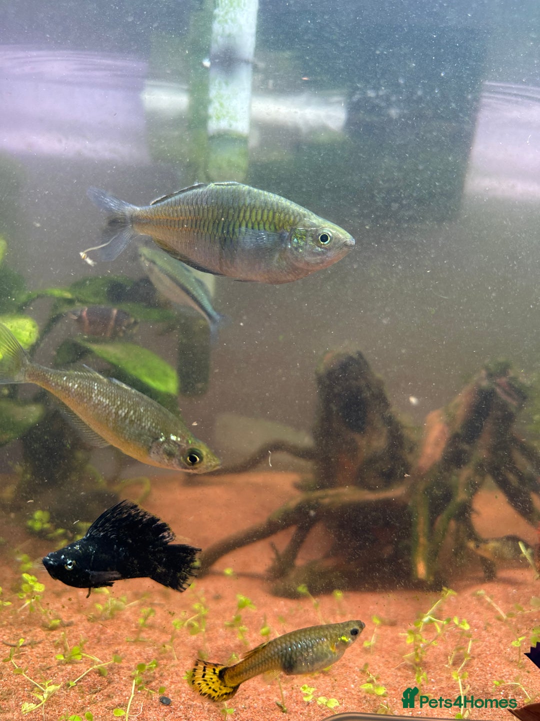 Rainbow Fish fish for sale: 60 litre with everything  - Image 3