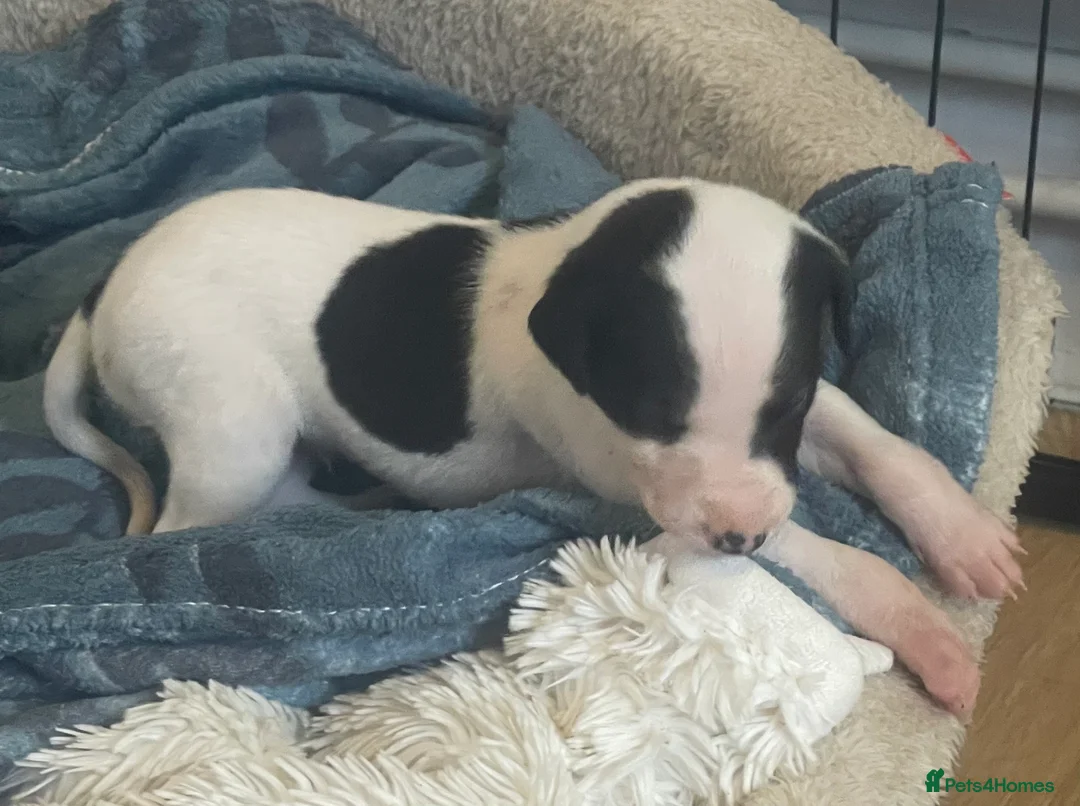 Whippet dogs for sale: Whippet puppies for sale - Advert 6