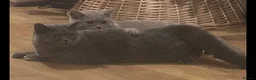 British Shorthair cats for sale: British blue/lilac shorthair kittens  in London - Advert 2