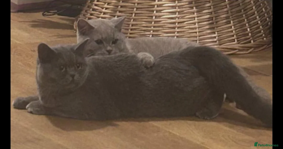 British Shorthair cats for sale: British blue/lilac shorthair kittens  in London - Advert 2