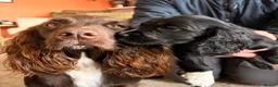Cocker Spaniel dogs for sale: 6 Week old Working Cocker Spaniel Puppies - Advert 1