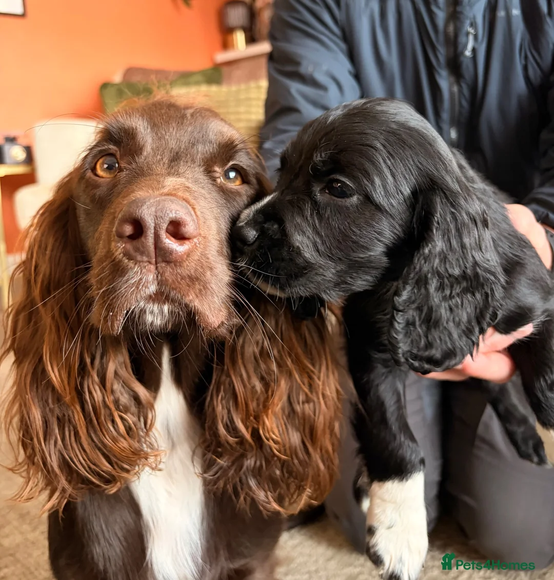 Cocker Spaniel dogs for sale: 6 Week old Working Cocker Spaniel Puppies - Advert 1