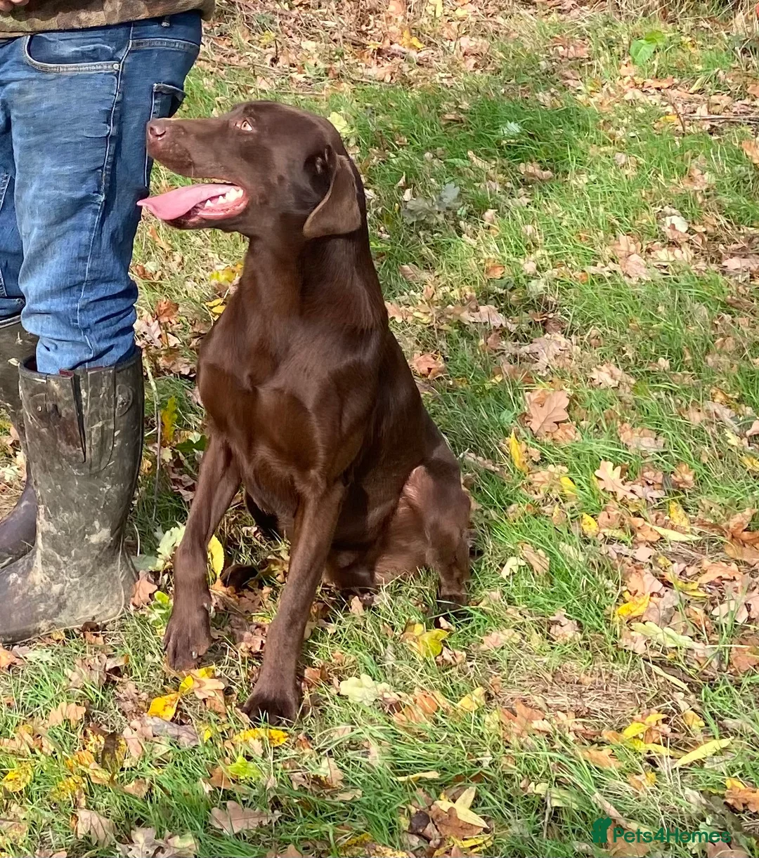 Labrador Retriever dogs for stud: Proven Fully Health Tested Working Chocolate Lab in Daventry - Advert 7
